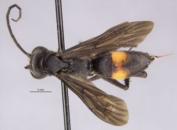 Media type: image;   Entomology 13668 Aspect: habitus dorsal view